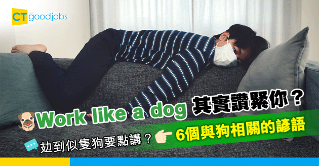 【職場英語】同事串你「work like a dog」?  學識6個與動物相關的諺語